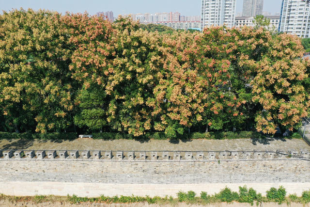 常德澧县  百年校园  古城墙  国保文物   栾树  深秋  栾花