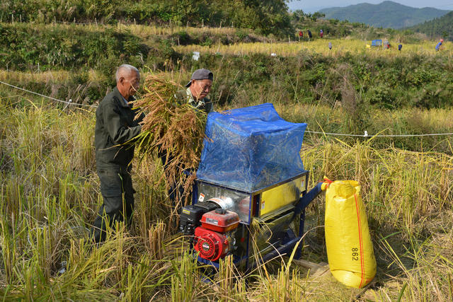 特色香米收割忙
