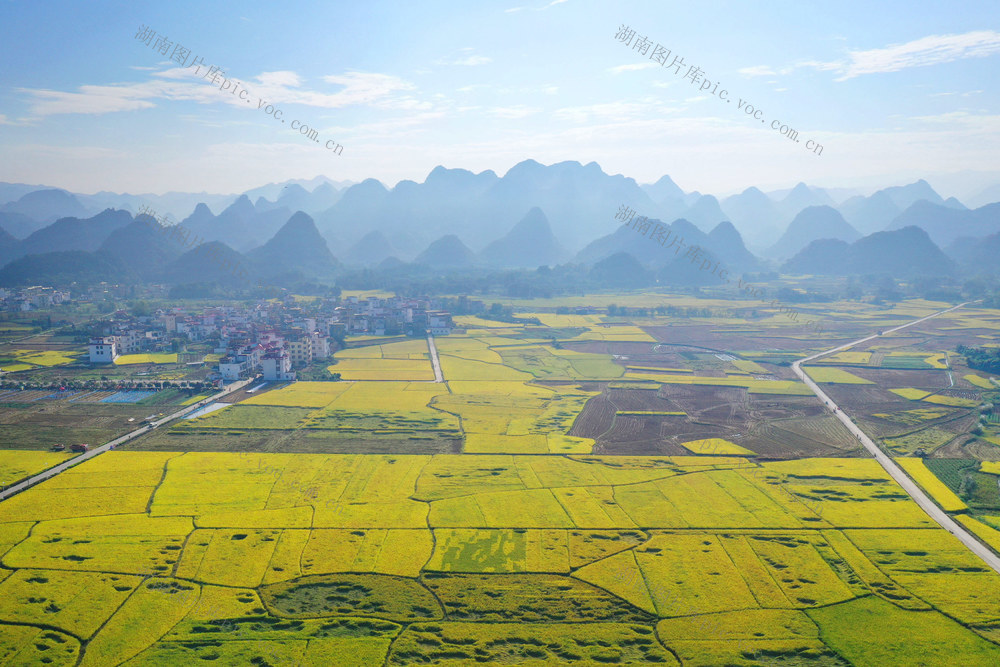 金秋 稻田 美景