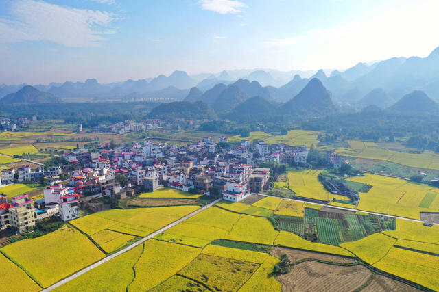 金秋 稻田 美景