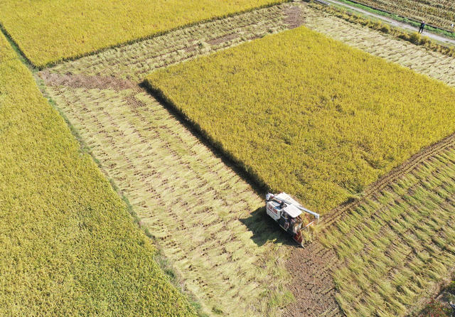 晚稻 收获