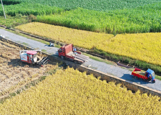 嘉禾：农技服务队  田间助秋收