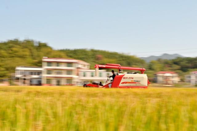 晚稻  丰收   金秋  农机  古建筑  金黄