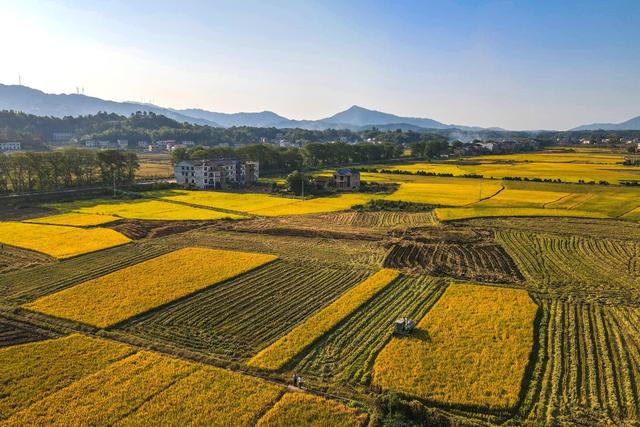 晚稻  丰收   金秋  农机  古建筑  金黄