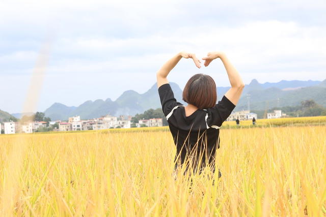 稻田
