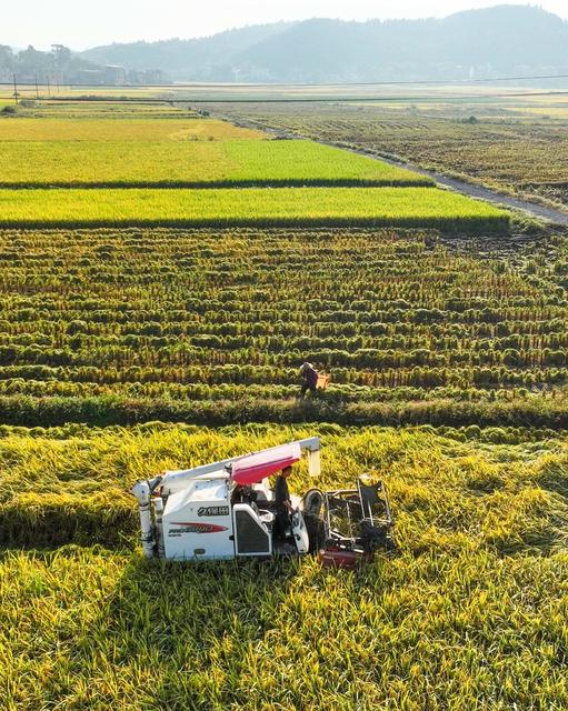 晚稻
收稻
田园
农业
农机
机械化