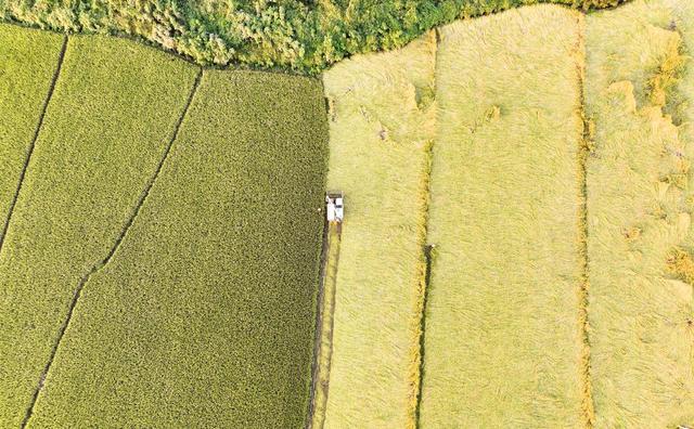 重阳节、晚稻、收割