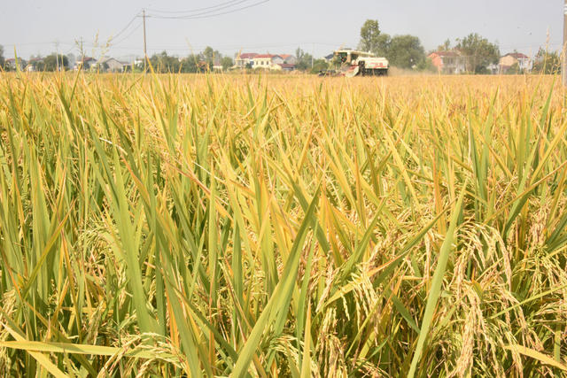 二十四节气   霜降  粮食生产  晚稻  收割机