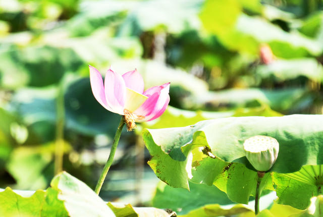二十四节气  霜降  气候  深秋  荷塘  荷花