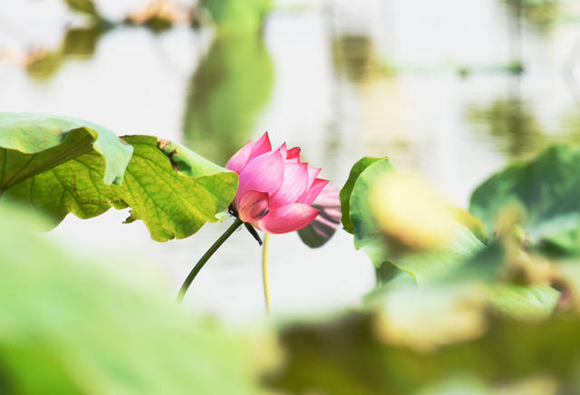 二十四节气  霜降  气候  深秋  荷塘  荷花