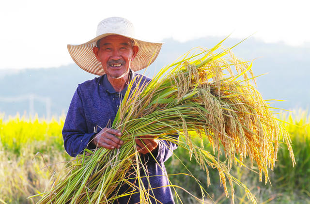 水稻  丰收  收割