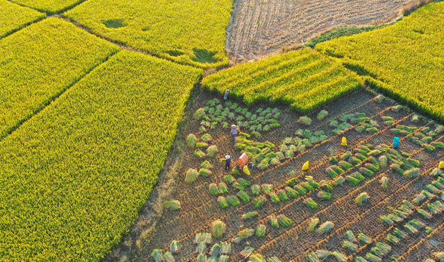 水稻  丰收  收割