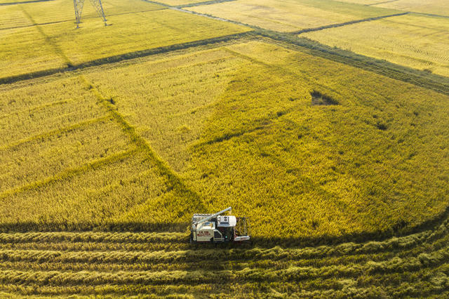娄底经开区 霜降时节 忙收获 田间管护