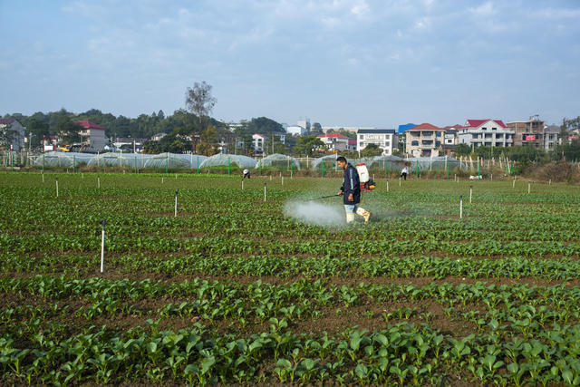 娄底经开区 霜降时节 忙收获 田间管护