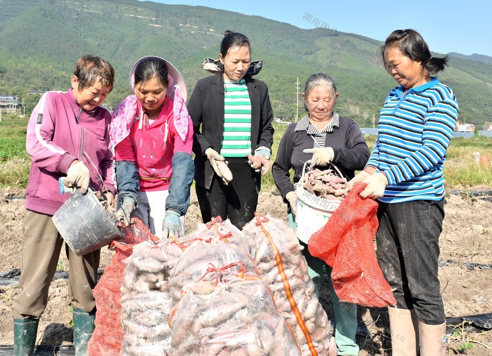 双牌：红薯丰收，旺红薯粉丝