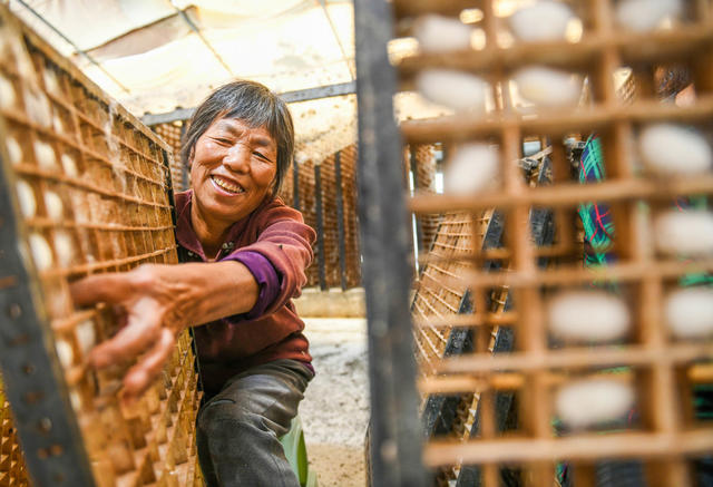 金秋
蚕茧
收获
农业
