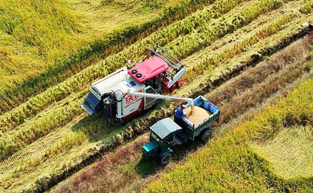 湖南  常宁  晚稻  收割