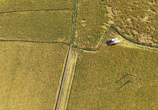 晚稻 收割 丰收  寒露 节气