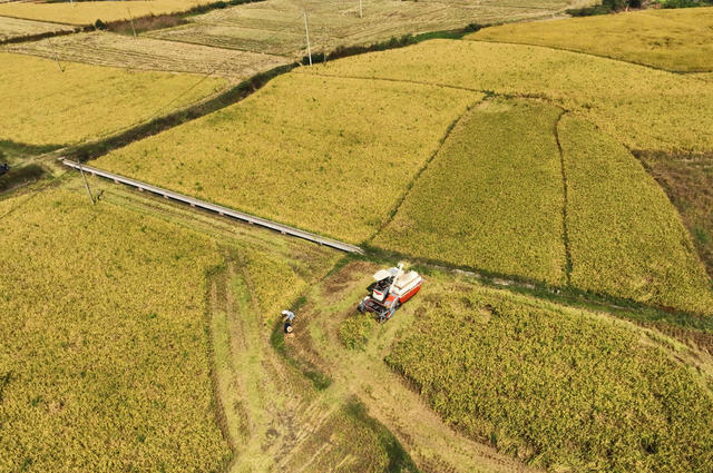 晚稻 收割 丰收  寒露 节气