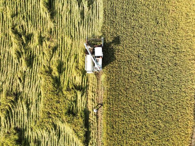 晚稻
霜降
金秋
农业
农村