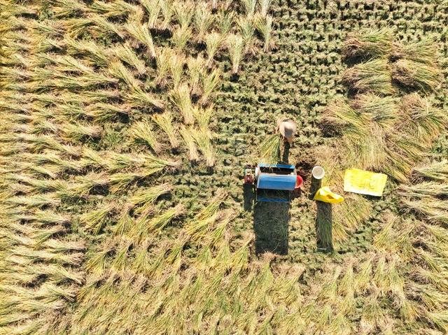 晚稻
霜降
金秋
农业
农村