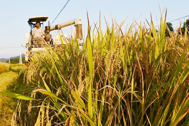 霜降到   农事忙