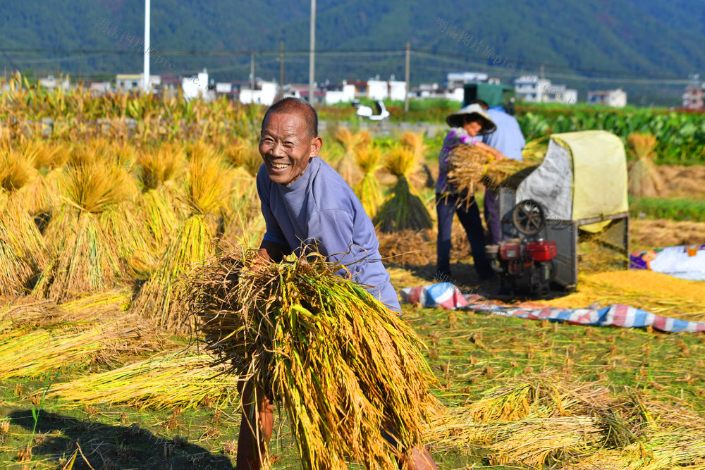 金秋时节 农民 收割 晚稻