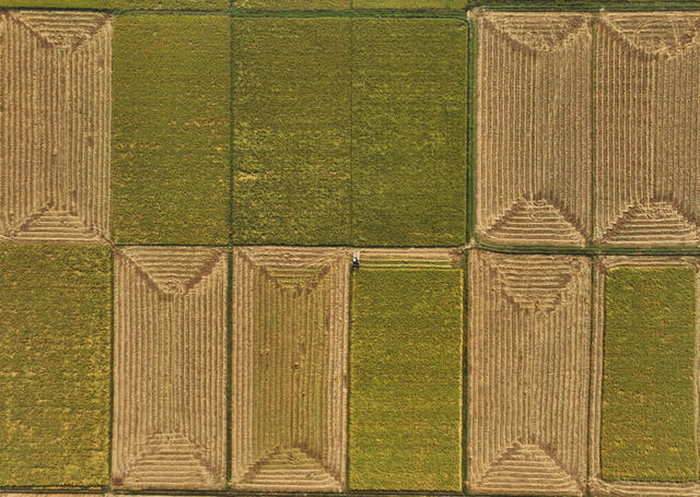 晚稻 丰收 抢收