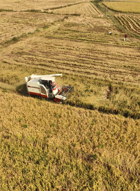 晚稻 丰收 抢收