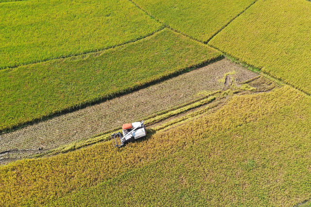金秋 稻香 收割