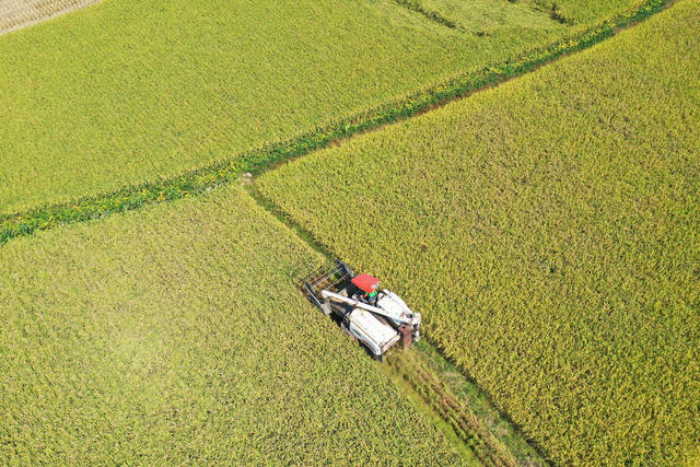 金秋 稻香 收割