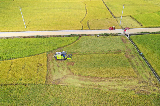 金秋 稻香 收割