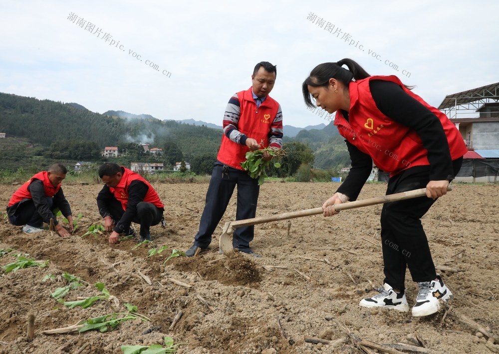 油菜移栽抢农时      
 党员干部来帮忙