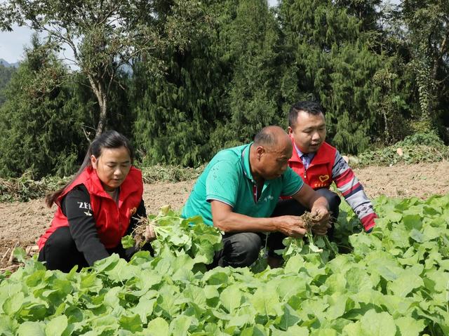 油菜移栽抢农时      
 党员干部来帮忙