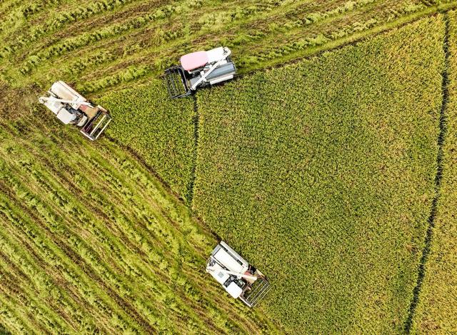 农业
晚稻
机械
收稻
田园
