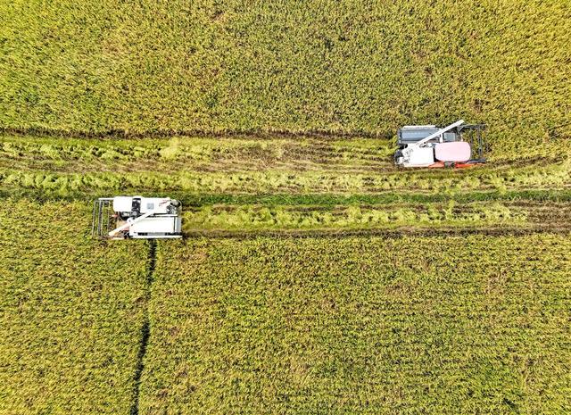 农业
晚稻
机械
收稻
田园
