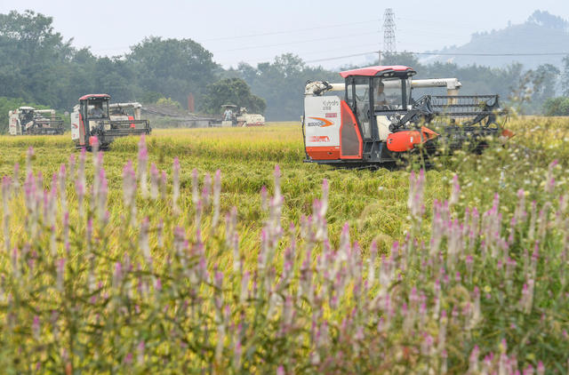 农业
晚稻
机械
收稻
田园
