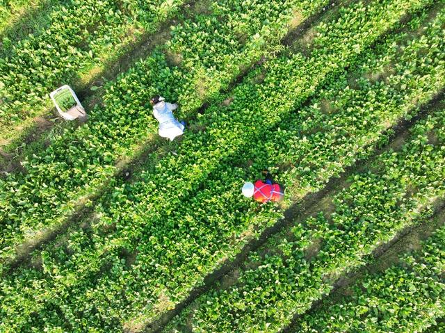 蔬菜 农业 采收 供港 大湾区 道县