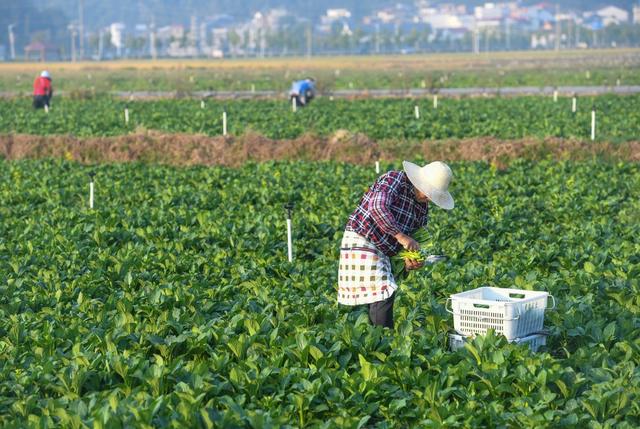 蔬菜 农业 采收 供港 大湾区 道县