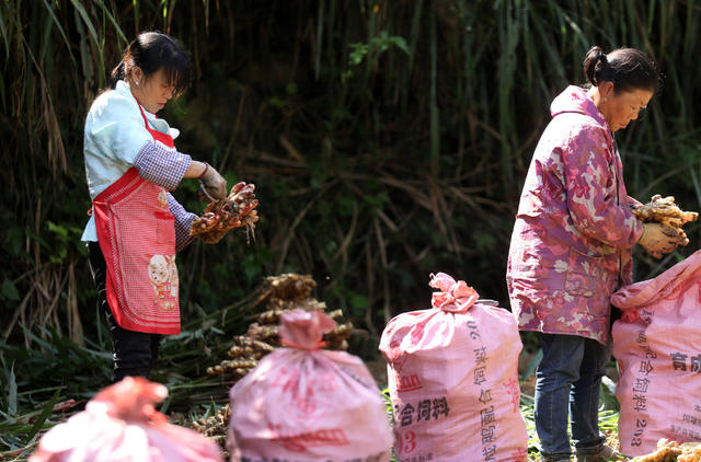 乡村振兴 易地搬迁 脱贫攻坚 特色种植产业 群众增收致富