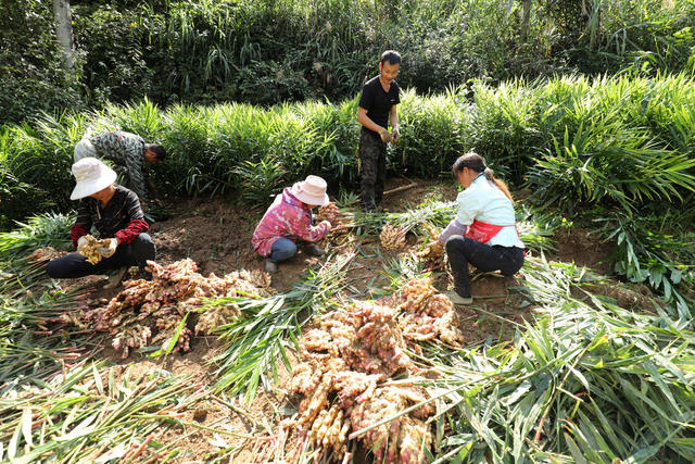 乡村振兴 易地搬迁 脱贫攻坚 特色种植产业 群众增收致富