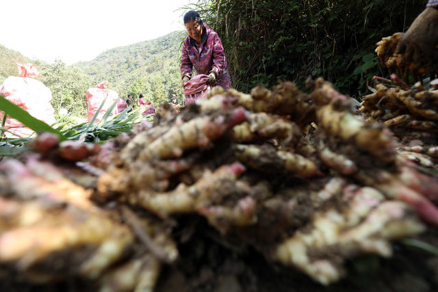 乡村振兴 易地搬迁 脱贫攻坚 特色种植产业 群众增收致富