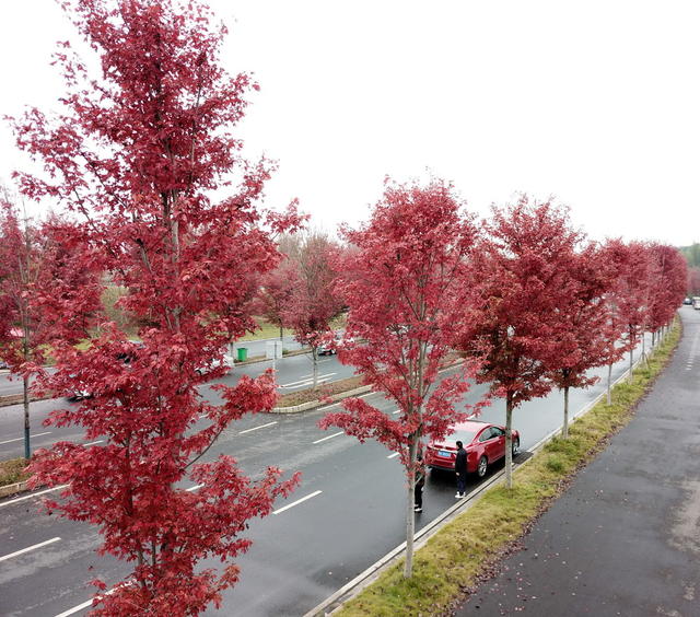 益阳囗美丽口红枫