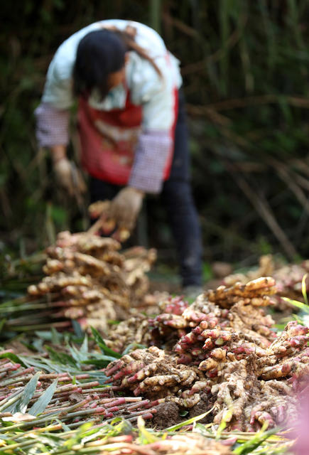 乡村振兴 易地搬迁 脱贫攻坚 特色种植产业 群众增收致富