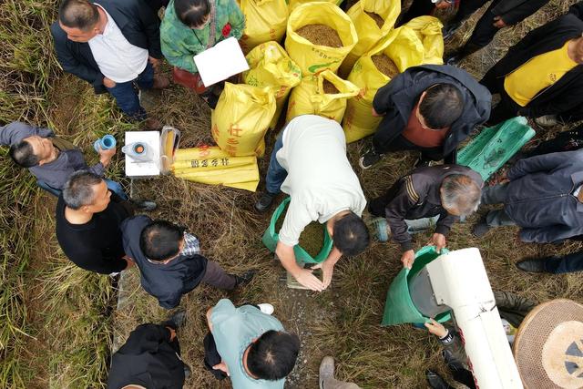 再生稻  油菜  丰收  稻再油