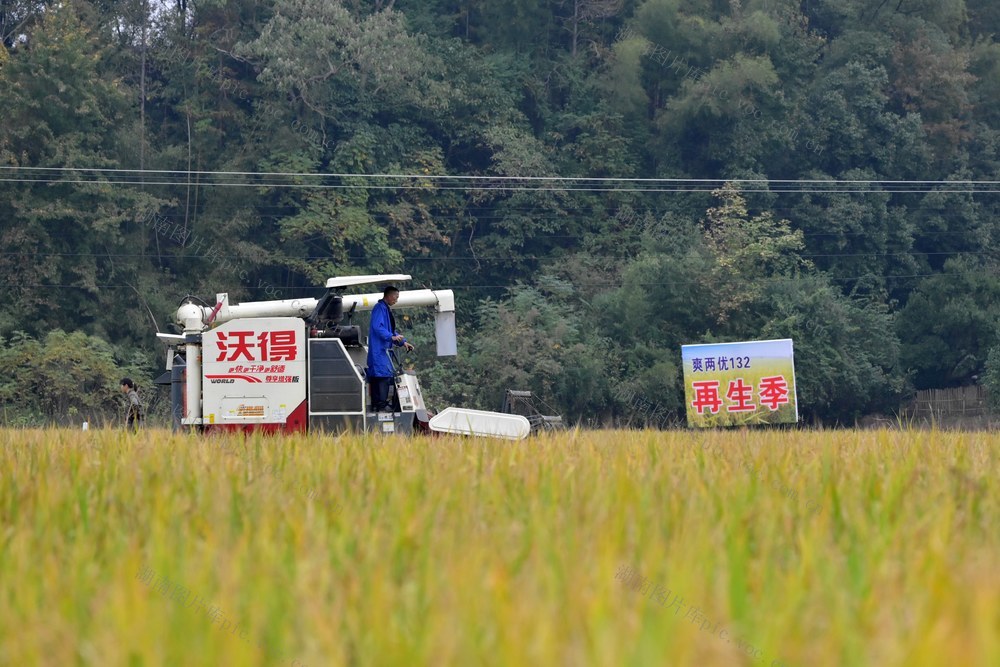 再生稻  油菜  丰收  稻再油