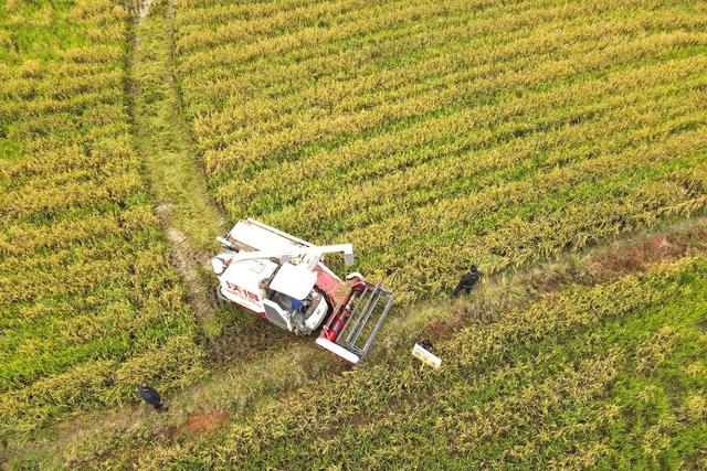 再生稻  油菜  丰收  稻再油