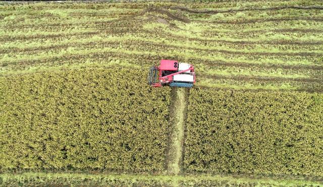 晚稻 丰收 涟源 