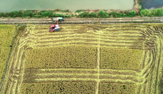 晚稻 丰收 涟源 