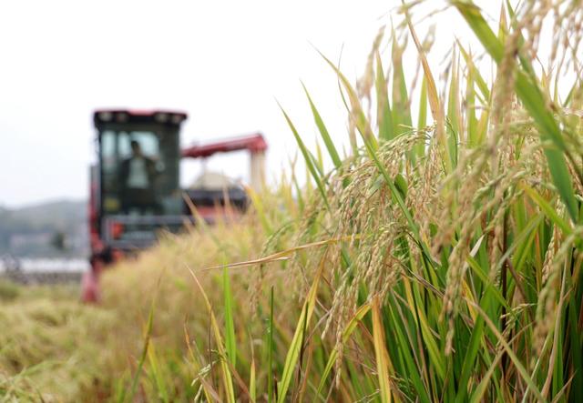 晚稻 丰收 涟源 